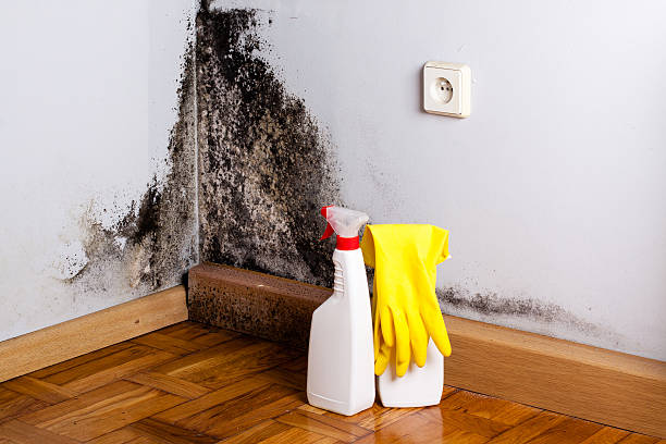 Professional Mold Remediation in Creston, IA